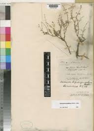 Image result for Endostemon villosus