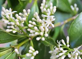 Image result for Psydrax fragrantissima