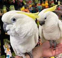Sulphur-crested Cockatoo for sale - Live Cockatoo Aviary