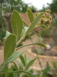 Image result for Tarchonanthus camphoratus