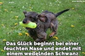 Dackel Zitate Und Sprüche