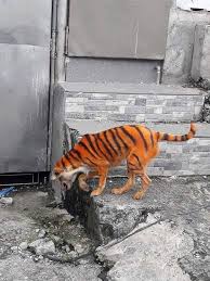 Anger As Stray Dog Painted To Look Like Tiger Unilad