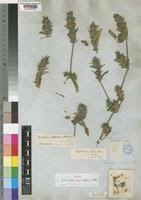 Image result for Pogonospermum ciliatum