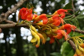 Black bean (castanospermum australe) a native species that grows to 10m when planted as a garden ornamental or up to 40m in a natural rain forest setting. Photos Black Bean