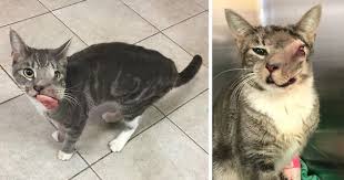 Do you live in an urban, suburban, rural or remote location? Cat With Giant Tumor Finally Gets Her Smile Back But Now She S Looking For Home Bored Panda
