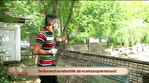 Grădina zoologică din chișinău își prelungește orarul de muncă cu trei ore mai mult decât până acum. Vizita La GrÄƒdina ZoologicÄƒ Din BucureÈ™ti Doar Cu MascÄƒ È™i DistanÈ›Äƒ SocialÄƒ Antena 1