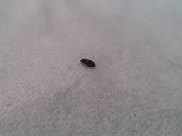 'i wonder if you are able to help! Natureplus Tiny Black Bugs Around The House