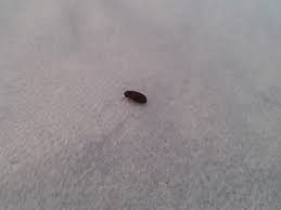 Sprinkle the area and surrounding spaces with baking soda. Natureplus Tiny Black Bugs Around The House