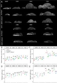 19, jalan thamby abdullah 1, brickfields, kuala lumpur, malaysia. Regulation Of Shoot Meristem Shape By Photoperiodic Signaling And Phytohormones During Floral Induction Of Arabidopsis Elife