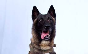 Uzun bol tüylü postu genellikle siyah renkli olan belçika çoban köpeği, ilk olarak belçika'da groenendaal köyünde yetiştirilmiştir. Trump Paylasti Fiyati Bir Anda 10 Katina Cikti Foto Galerisi