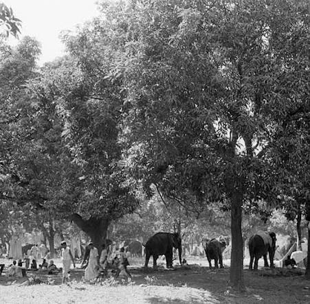 Elephants in Sonepur Cattle Fair, Bihar in 1952: This 1952 photograph captures the iconic Sonepur Cattle Fair in Bihar, where elephants once took center stage. Elephants were traded here for royal ceremonies,