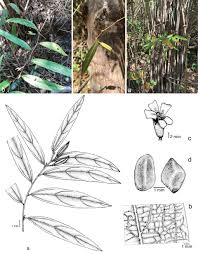 Image result for Helicteres