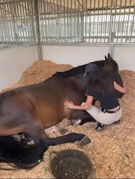 horse girl diaries with @kendalljenner #equestrian ...