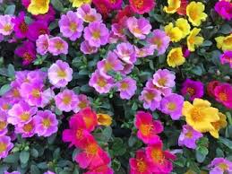 Veronica filiformis grows well from full sun into dappled shade regions. 15 Best Ground Cover Perennials Garden Lovers Club