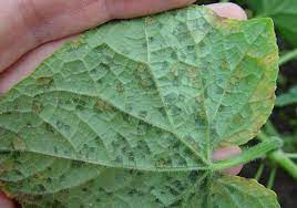 And pests of cucumbers, and powdery mildew, and askohitoz are. Cucumber Diseases And Pests Description Uses Propagation