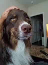 Mobile grooming for cats & dogs. 14 Aussie Pet Mobile Reviews Ideas In 2021 Reretepets