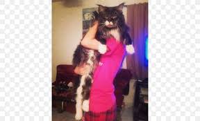 The hair on the norwegian forest cat is long and sweeping while the coon's tail is more of a big fluff without any real direction. Maine Coon Norwegian Forest Cat Kitten Siberian Cat Png 500x500px Maine Coon Big Cat Breed Carnivoran