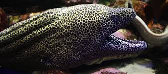 Image result for Gymnosporia matoboensis