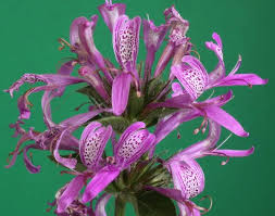 Image result for Hypoestes sp. aff. aristata B