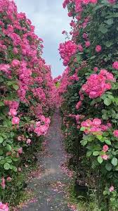Beautiful Flower Video 1000 In 2020 Rose Garden Landscape Flower Landscape Beautiful Flowers Wallpapers