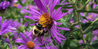 Maybe you would like to learn more about one of these? Plant Profile New England Aster Regenerative Design Group