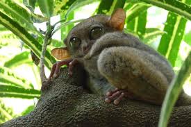 Rainforests are just a beautiful hub for many wildlife species to shelter. Rainforest Animals List With Pictures Facts Free Printable Worksheet