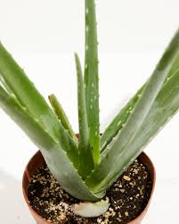 Image result for Aloe veseyi
