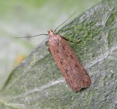 Image result for Bryotropha similis