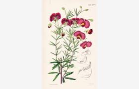 Image result for Chironia palustris