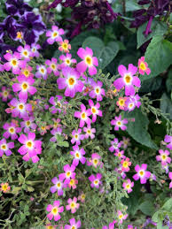 Image result for Jamesbrittenia