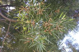 New growth is brighter green than old growth and makes a nice contrast. Fern Pine University Of Redlands