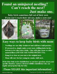 Help For Fallen Baby Birds Baby Bird Baby Squirrel Wildlife Rehabilitation