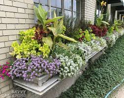 Growing Sweet Alyssum From Seed Indoors Or In Your Garden