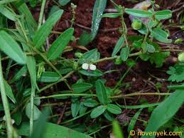 Image result for Polygala sphenoptera