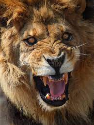Lion This Male Lion Is Roaring Looks So Angry Sponsored Male Lion Lion Angry Roaring Ad Lions Photos Lion Pictures Lion Photography