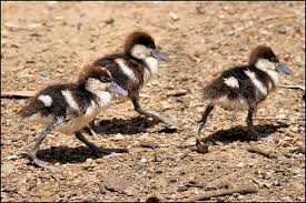 Radjah Shelduck Ducklings Wildlife Park Ducklings Animals