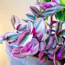 Image result for Tradescantia