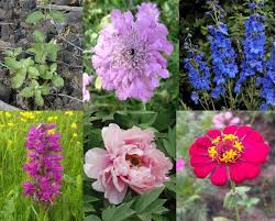 Best cutting flowers to grow in the home garden. Most Profitable Cut Flowers To Grow Market Business News