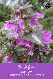 They are edible and have an earthy flavor to them. How To Grow Lamium Gardening Channel