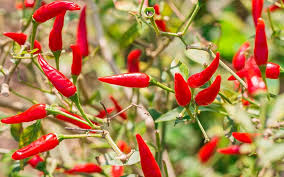 The latter is 2.4 g sugar and 4.2 g of dietary fiber, the rest is complex carbohydrate. Red Chili Peppers Growing On The Vine Stuffed Peppers Organic Plant Food Grow Peppers