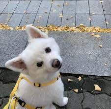 · he is rm's only pet. ë°©íƒ„ì†Œë…„ë‹¨ On Twitter Namjoon S Dog Bts Dogs Cute Animals