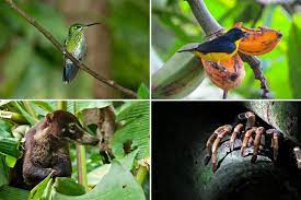 Road up to santa elena cloud forest reserve. Wildlife Of Monteverde Cloud Forest Reserve Costa Rica