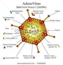 Learn about adenovirus symptoms, transmission, prevention and more. Adenovirus Structure And Genome Replication Pathogenesis Infection Laboratory Diagnosis Prevention And Treatment Online Biology Notes