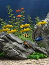 We have 49+ background pictures for you! 390 Fish Aquarium Other Ocean Animals Ideas Ocean Animals Sea Animals Aquarium Fish