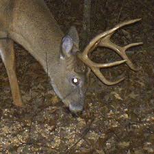 Which Deer Visit Feeders And When New Research Is Out Qdma