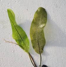 Image result for Aponogeton