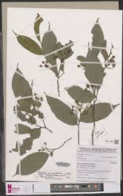 Image result for Rinorea angustifolia