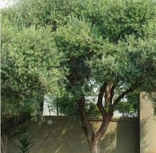 Image result for Dombeya torrida