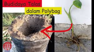 Terdapat 3 jenis ubi jalar yaitu ubi ungu, ubi kuning/oranye dan ubi putih. Tanam Ubi Jalar Dalam Polybag Tabusalampot