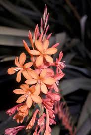Image result for Watsonia